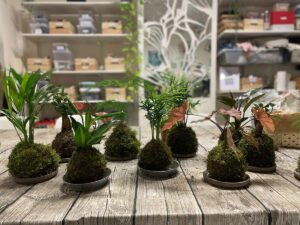 ateliers plantes main dans la terre